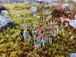 Attēlu rezultāti vaicājumam “Cladonia coccifera”