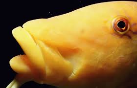 Image result for Parupeneus cyclostomus