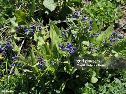 Attēlu rezultāti vaicājumam “Polygala vulgaris leaf”