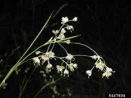 Attēlu rezultāti vaicājumam “Luzula luzuloides”