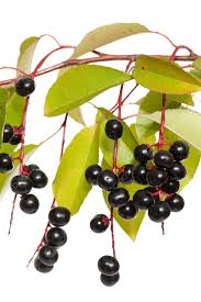 Attēlu rezultāti vaicājumam “Padus avium fruit”