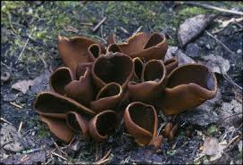 Attēlu rezultāti vaicājumam “Otidea onotica”