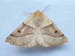 Attēlu rezultāti vaicājumam “Crocallis elinguaria imago”