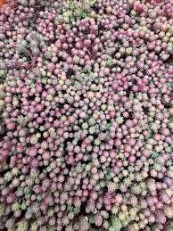Attēlu rezultāti vaicājumam “Sedum pallidum”