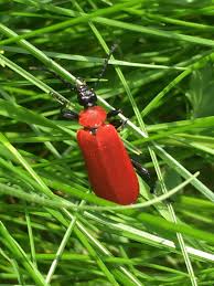 Attēlu rezultāti vaicājumam “Pyrochroa coccinea”