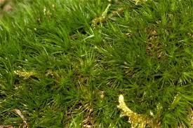 Attēlu rezultāti vaicājumam “Dicranum spurium”