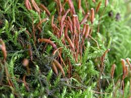 Attēlu rezultāti vaicājumam “Leskea polycarpa”