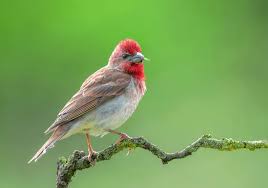 Attēlu rezultāti vaicājumam “Carpodacus erythrinus”