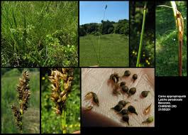 Attēlu rezultāti vaicājumam “Carex appropinquata”