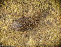 Attēlu rezultāti vaicājumam “Saldula saltatoria”