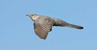 Attēlu rezultāti vaicājumam “Cuculus canorus”