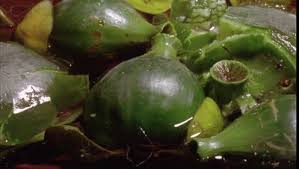 Attēlu rezultāti vaicājumam “Nuphar lutea fruit”