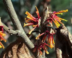 Attēlu rezultāti vaicājumam “Hamamelis vernalis flower”