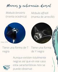 Image result for Mobula alfredi