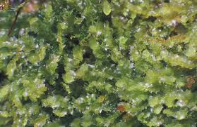 Attēlu rezultāti vaicājumam “Blepharostoma trichophyllum sporophyte”