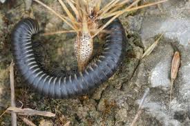 Attēlu rezultāti vaicājumam “Ommatoiulus vilnensis”