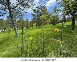 Attēlu rezultāti vaicājumam “Sisymbrium loeselii flower”