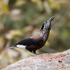 Image result for Nucifraga caryocatactes