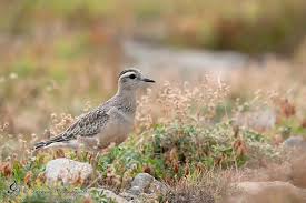 Attēlu rezultāti vaicājumam “Diachrysia tutti”