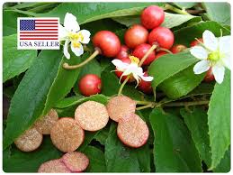 Attēlu rezultāti vaicājumam “Calamagrostis purpurea fruit”