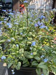 Image result for Brunnera `Jack Frost`