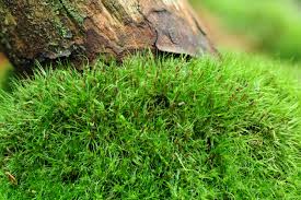 Attēlu rezultāti vaicājumam “Dicranodontium denudatum”