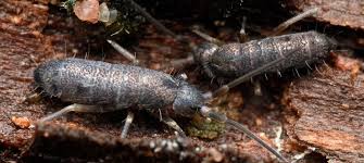 Attēlu rezultāti vaicājumam “Collembola”