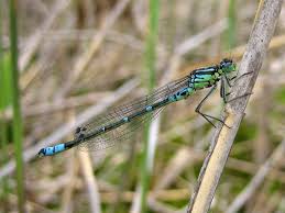 Attēlu rezultāti vaicājumam “Coenagrion armatum male”