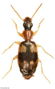 Attēlu rezultāti vaicājumam “Dromius quadrimaculatus”