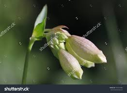 Attēlu rezultāti vaicājumam “Silene vulgaris bud”