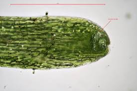 Attēlu rezultāti vaicājumam “Riccia rhenana”
