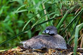 Image result for Podilymbus podiceps