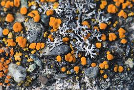 Attēlu rezultāti vaicājumam “Physcia tenella”