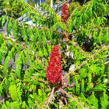 Attēlu rezultāti vaicājumam “Rhus typhina leaf”