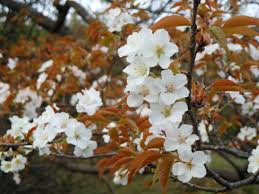 Attēlu rezultāti vaicājumam “Cerasus flower”