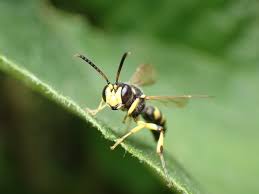 Attēlu rezultāti vaicājumam “Cerceris arenaria”