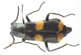 Attēlu rezultāti vaicājumam “Anthocomus fasciatus”