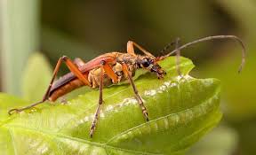 Attēlu rezultāti vaicājumam “Stenocorus meridianus”