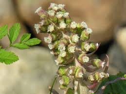 Attēlu rezultāti vaicājumam “Petasites spurius”