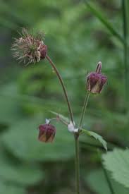 Attēlu rezultāti vaicājumam “Geum rivale fruit”