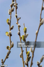 Attēlu rezultāti vaicājumam “Salix caprea bud”