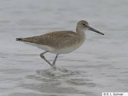 Attēlu rezultāti vaicājumam “Willkommlangea reticulata young”