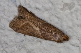 Attēlu rezultāti vaicājumam “Nyctegretis lineana”