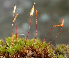 Attēlu rezultāti vaicājumam “Encalypta streptocarpa sporophyte”