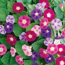 Image result for Ipomoea purpurea
