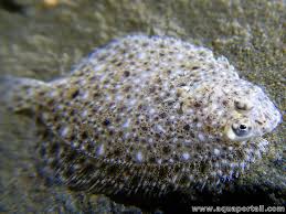 Image result for Scophthalmus maximus