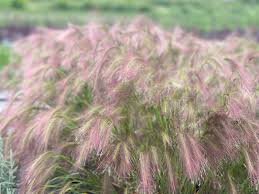 Attēlu rezultāti vaicājumam “Hordeum jubatum”