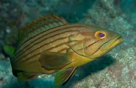 Image result for Epinephelus costae