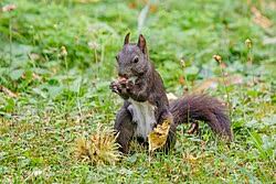 Attēlu rezultāti vaicājumam “Sciurus vulgaris”