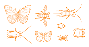 Attēlu rezultāti vaicājumam “Insecta”